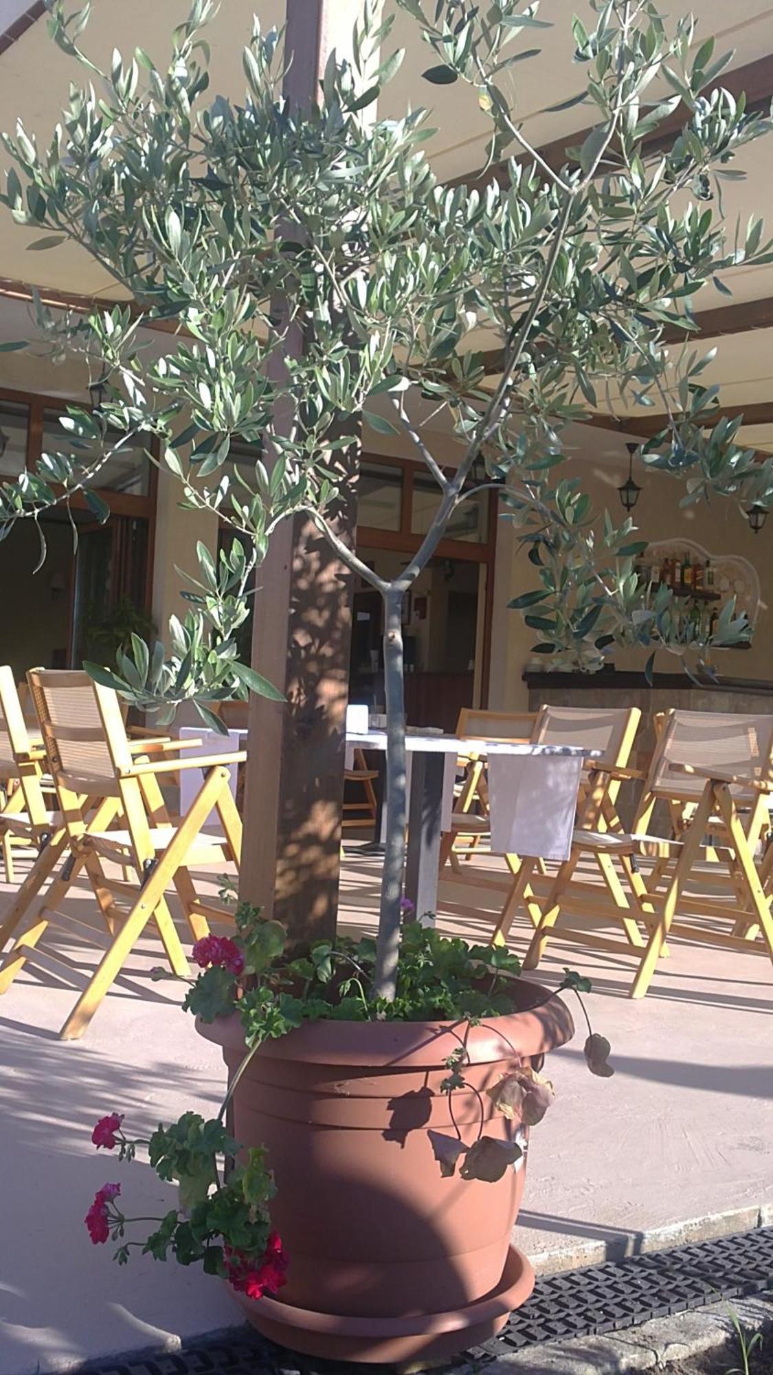 Family Hotel Muses Sozopol Bagian luar foto